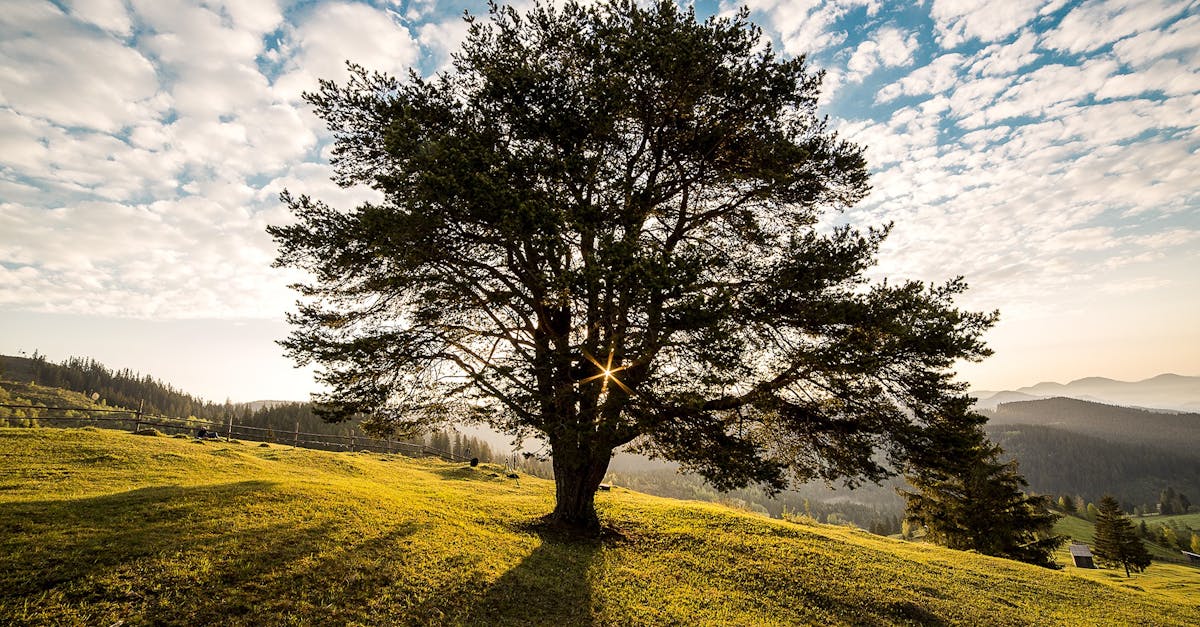 Tree Risk Assessment