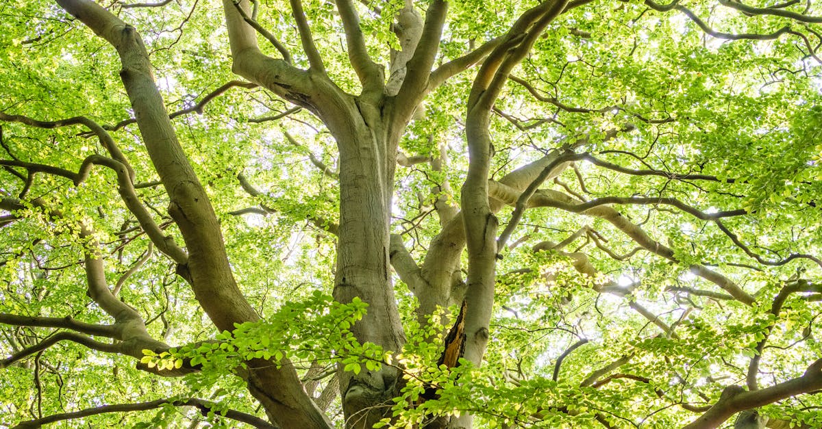 What is the tree risk assessment?